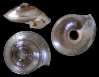 ハリクルマの仲間01 Fluxinella sp. small