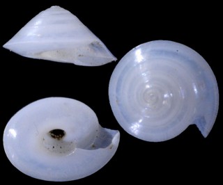 ハリクルマガイ Fluxinella vitrea small