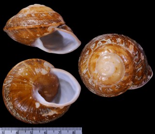 ダンダラカスリマイマイ Calocochlia schadenbergi small