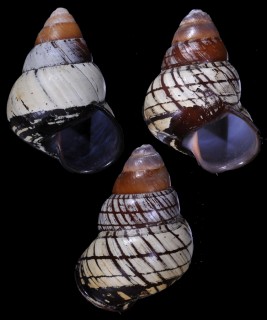 クチグロゴシキマイマイ cf. Helicostyla daphnis cunctator small