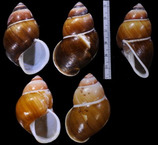 クロトウガタタマゴマイマイ Helicostyla smaragdina nigrescens small