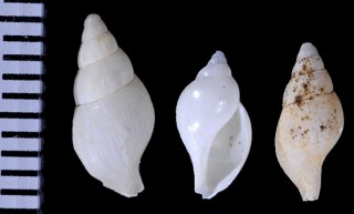モデスタナンキョクエゾバイ (仮称) Chlanidotella modesta small