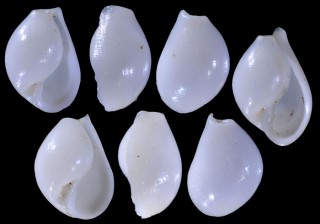 カドシリブトカイコガイ cf. Pyrunculus teramachii small