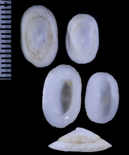 ダイオウワタゾコシロガサ Cocculina pacifica small
