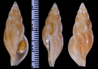 ウスツムバイ東シナ海の型 Kanamarua adonis form small