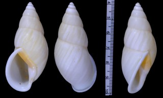 フィリシロマレイマイマイ Amphidromus maculiferus multicolor small