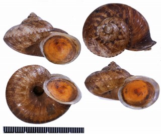 ヒロクチクスミヤマタニシ (仮称) Cyclophorus perdix tuba small