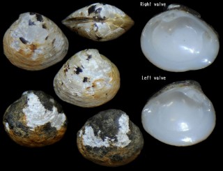 マメオトヒメハマグリ Waisiuconcha surugensis small