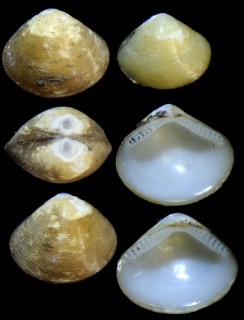 フクレミジンソデガイ近似 未詳 Tindaria weberi aff. small