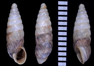 コウヤノオカカクタニシ (仮称) Bostryx inaquosum small