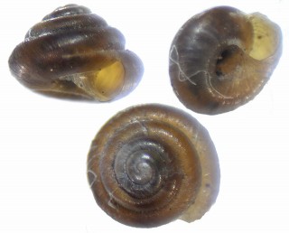 ホンナタネモドキ Pyramidula rupestris small