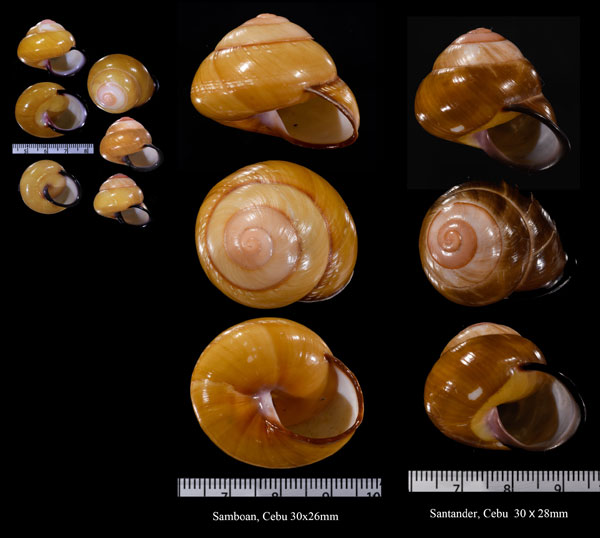 カドバリカスリマイマイ Calocochlia collodes small