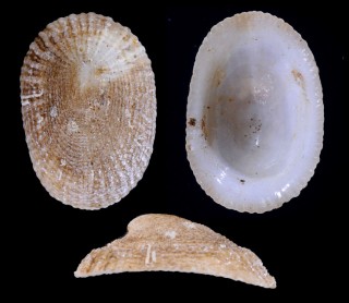 コザルアワビ Tugali scutellaris small