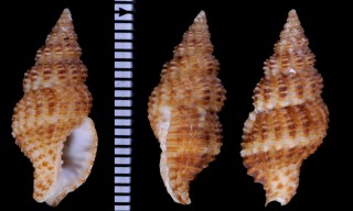 クロフベッコウバイの仲間 Cantharus egregius small