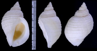 ヒトハレイシの仲間02 Acanthina unicornis small