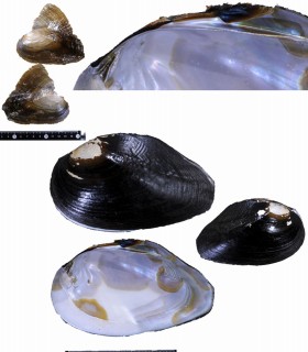 ヒレイケチョウガイ Hyriopsis cumingii small