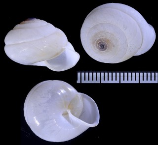 ヌノメネジレガイ Streptaxis contusus small