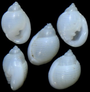 シママメウラシマ近似種 Ringiculopsis sp. small
