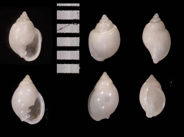 トサマメウラシマ 土佐豆浦島 Ringicula tosaensis small