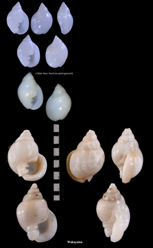 ヨコヤママメウラシマ Ringicula yokoyamai small