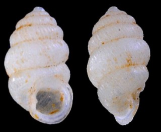ネムリゴマガイ Diplommatina dormitor small