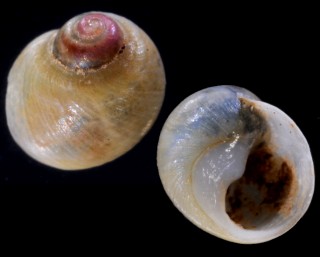 メコンマメタニシ (仮称) Lacunopsis conica small