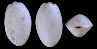 チョウシユキバネ Limatula chosiensis small