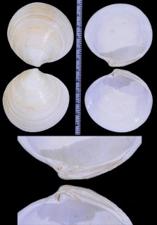 ウラカガミ Dosinia angulosa small
