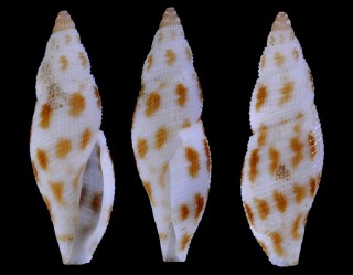 フイリフデシャジク 斑入筆車軸 Daphnella ornata small