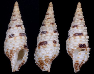 キングクダマキ Xenoturris kingae small