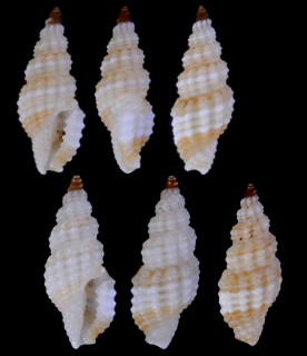 サキグロアラボリツブ Lienardia tricolor aff. small