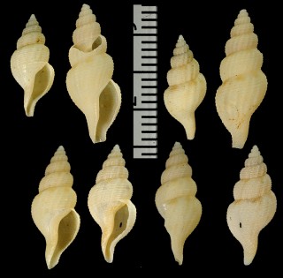 ムラクモフタナシシャジク Asperdaphne peradmirabilis small