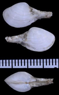 ホソエシャクシガイ Cuspidaria nasuta small