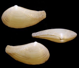 キイシャクシロウバイ 紀伊杓子臘梅 Nuculana kiiensis small