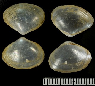 ダイオウスナメガイ Cetoconcha japonica small