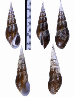 カスリシャジクカワニナ (仮称) Stenomelania punctata small