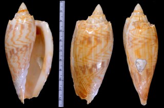 ジャンサフリソデメロン (仮称) Amoria jansae jansae small