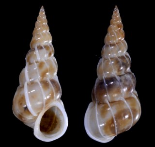 ホソチャマダライトカケ近似 ? Epitonium glabratum aff. small