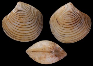 モシオガイ類03 未詳 Talabrica sp. small