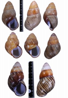 マミレタケノコマイマイ Helicostyla satyrus small