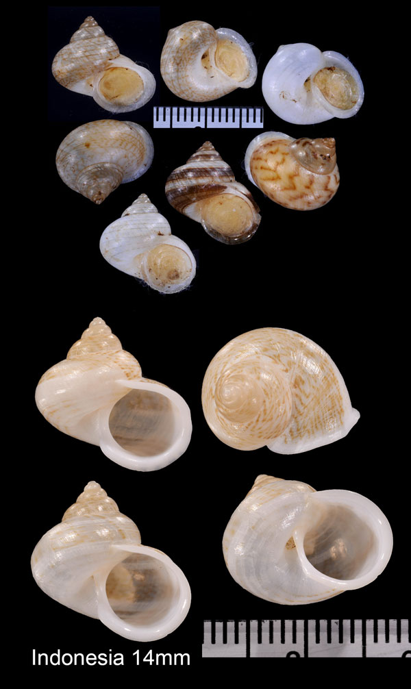 スジイリアオミオカタニシ Leptopoma perlucidum small