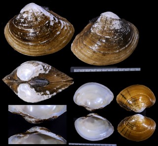 ミナミランプヌマガイ (仮称) Lampsilis ornata small
