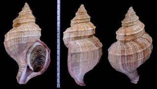 ウスムラサキエゾボラの仲間 ? Neptunea purpurea aff. small