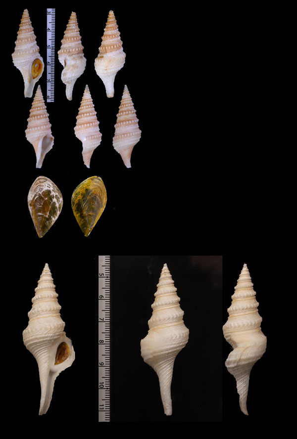 トサトウガタクダマキ Ptychosyrinx timorensis small