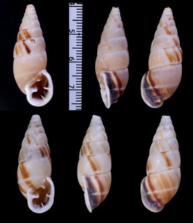 コルトロクチトジギセル (仮称) Spixia coltrorum small