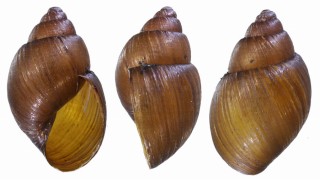 アンチザンシモブクレマイマイ (仮称) Scutalus anthisanensis small