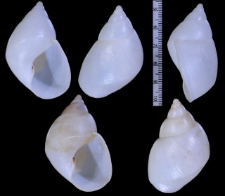 ガラスマイマイ Calycia crystallina small