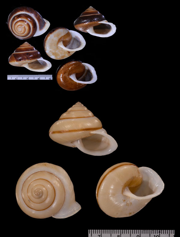 カイマナパプア (仮称) Papuina pseudolabium small