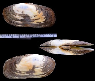 オオズングリアゲマキ Azorinus scheepmakeri small