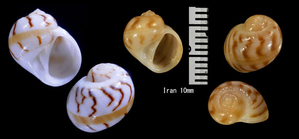 テマリダマ Naticarius insecta small